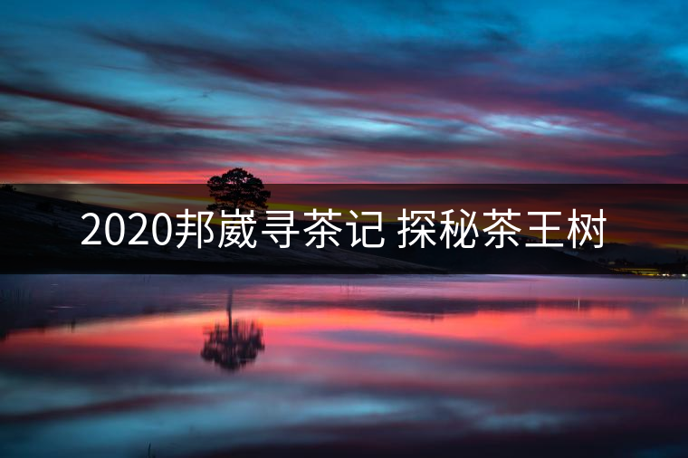 2020邦崴尋茶記 探秘茶王樹(shù)