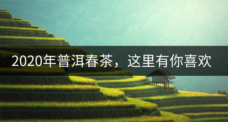 2020年普洱春茶，這里有你喜歡的山頭嗎？