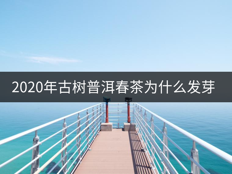 2020年古樹普洱春茶為什么發(fā)芽較晚？