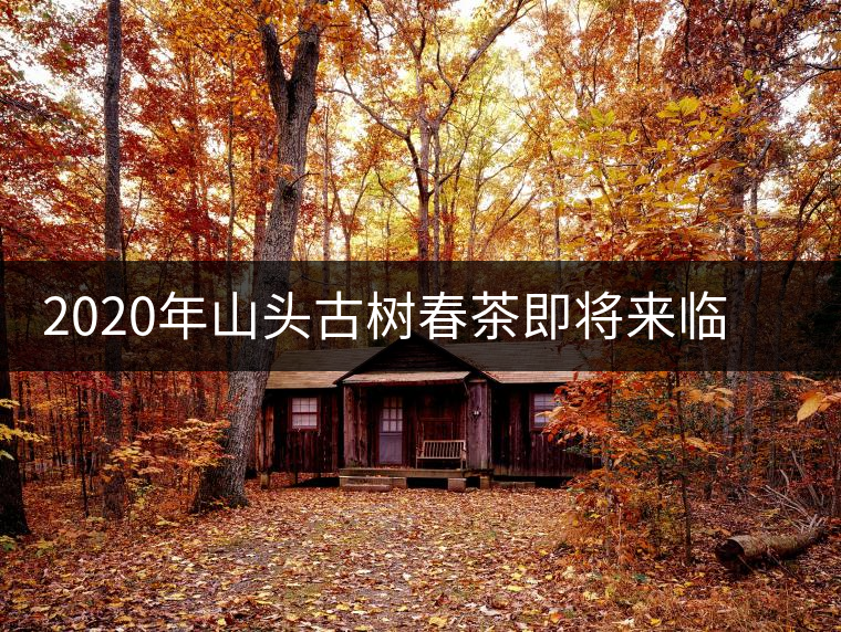 2020年山頭古樹春茶即將來臨，開啟山頭茶的既然是它