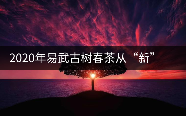 2020年易武古樹春茶從“新”到“老”，如何完成蛻變的？