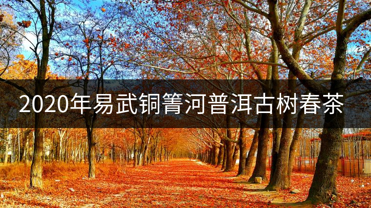 2020年易武銅箐河普洱古樹(shù)春茶價(jià)格