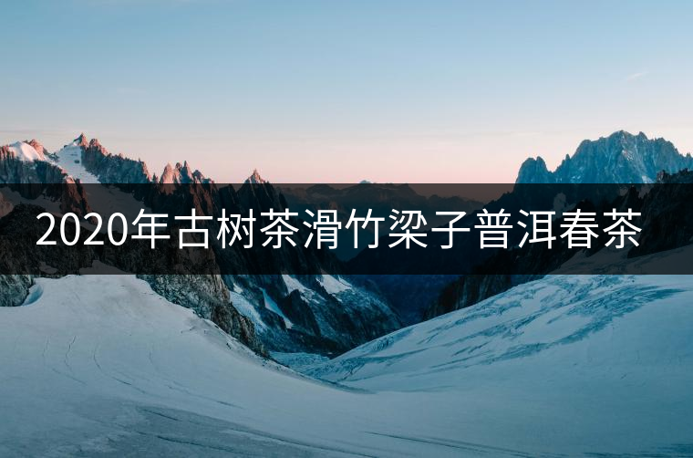 2020年古樹茶滑竹梁子普洱春茶價格 2020年古樹茶滑竹梁子普洱春茶價格