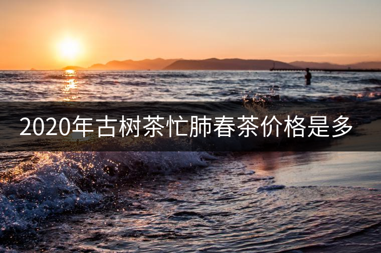 2020年古樹(shù)茶忙肺春茶價(jià)格是多少？