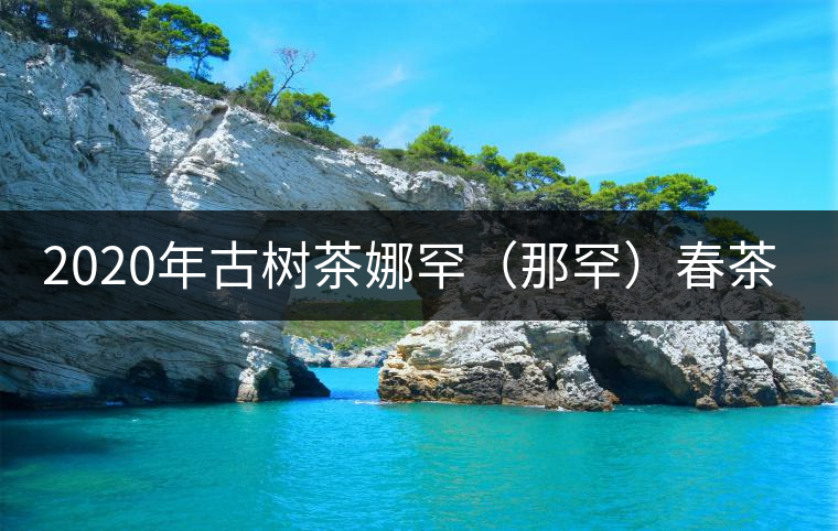 2020年古樹茶娜罕（那罕）春茶價(jià)格是多少？