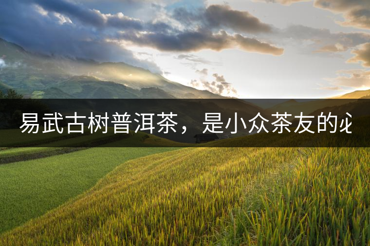 易武古樹普洱茶，是小眾茶友的必選？