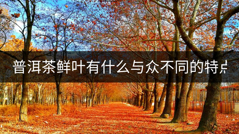 普洱茶鮮葉有什么與眾不同的特點？