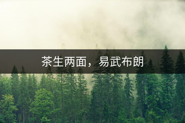 茶生兩面，易武布朗