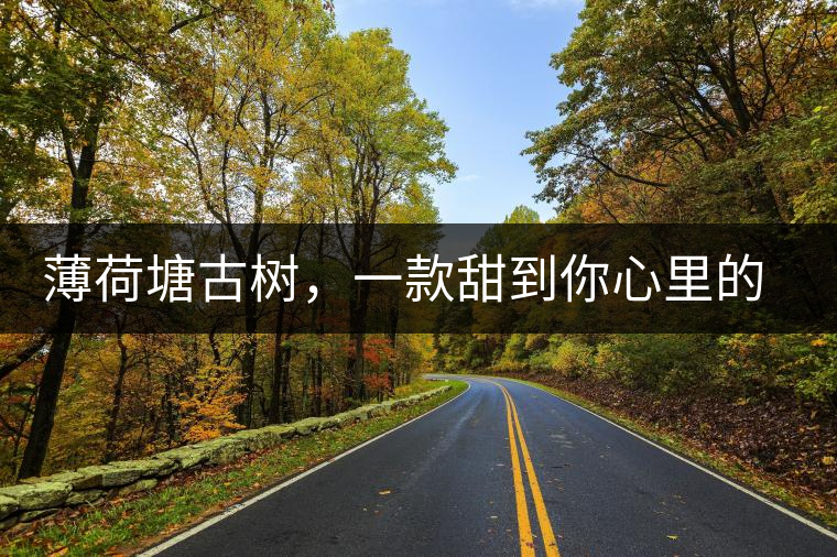 薄荷塘古樹，一款甜到你心里的普洱茶