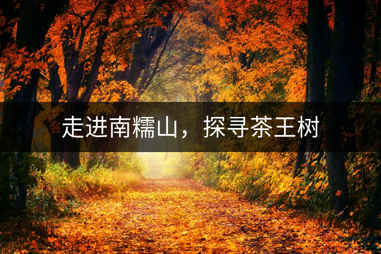 走進(jìn)南糯山，探尋茶王樹