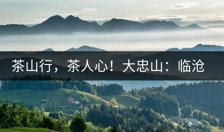 茶山行，茶人心！大忠山：臨滄之龍，雪山之熊
