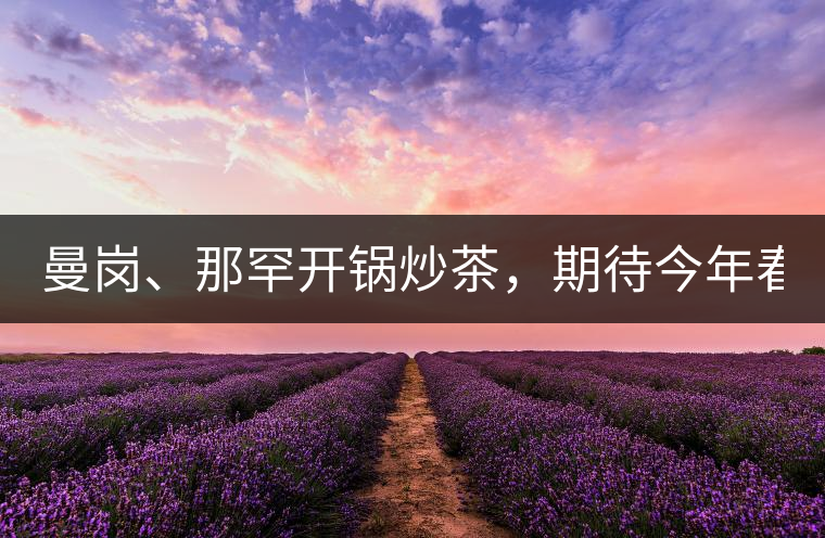 曼崗、那罕開鍋炒茶，期待今年春茶！