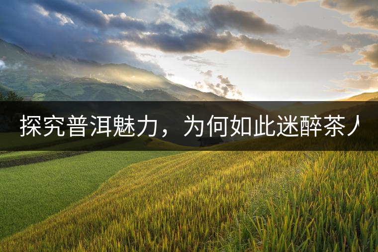 探究普洱魅力，為何如此迷醉茶人！
