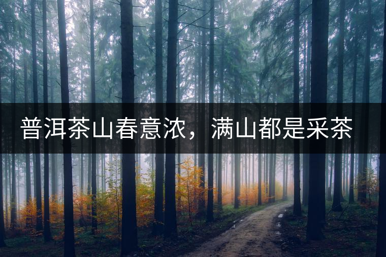 普洱茶山春意濃，滿山都是采茶人