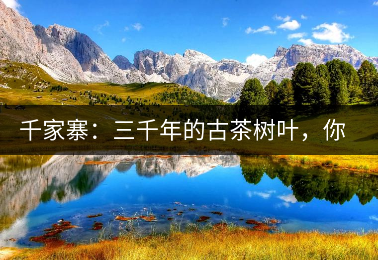 千家寨：三千年的古茶樹葉，你還有機會喝到嗎？