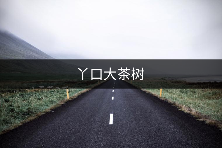 丫口大茶樹(shù)