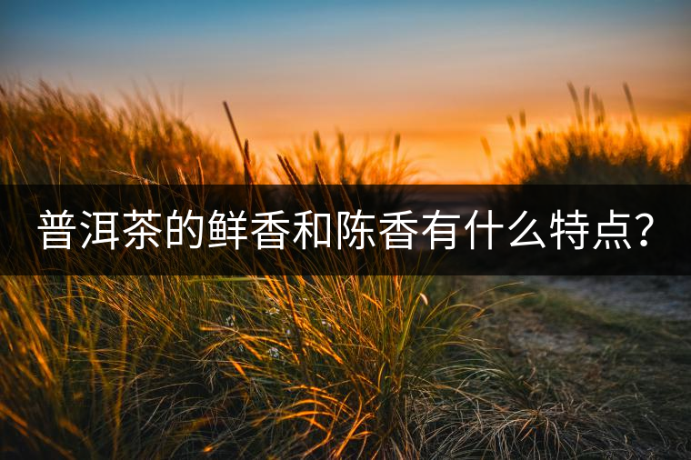 普洱茶的鮮香和陳香有什么特點？