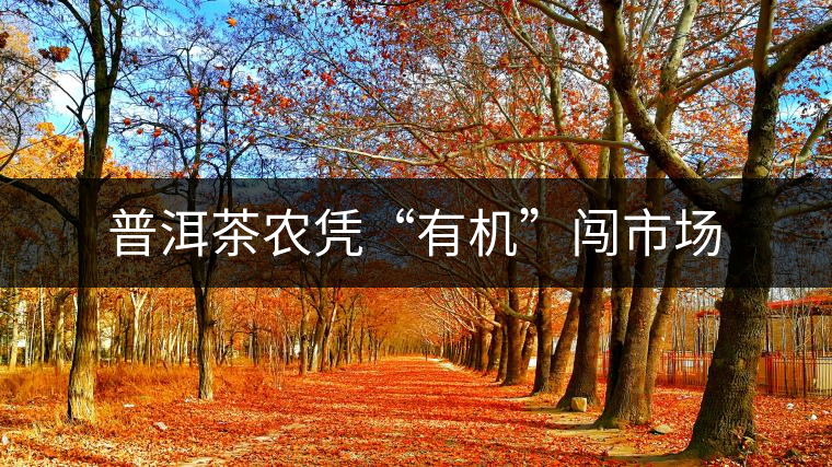 普洱茶農(nóng)憑“有機(jī)”闖市場(chǎng) 普洱茶農(nóng)憑“有機(jī)”闖市場(chǎng)