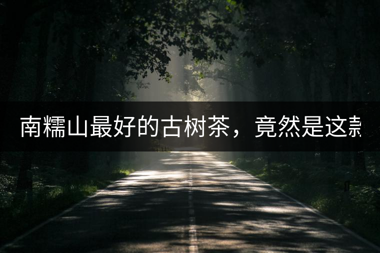 南糯山最好的古樹茶，竟然是這款！