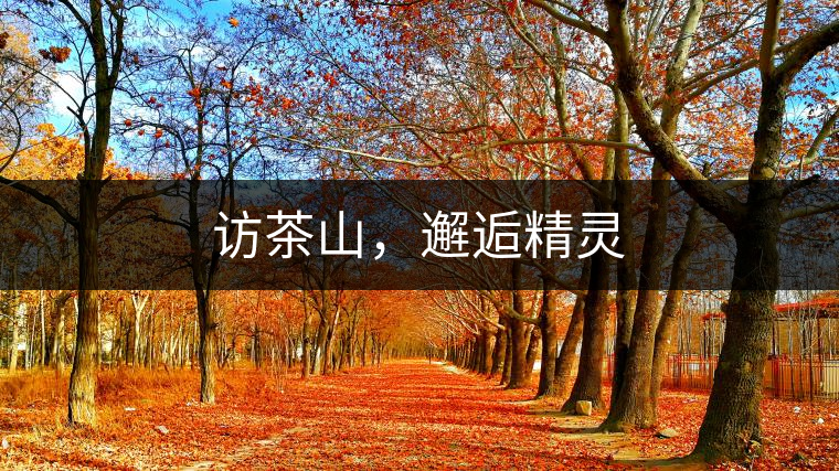 訪茶山，邂逅精靈