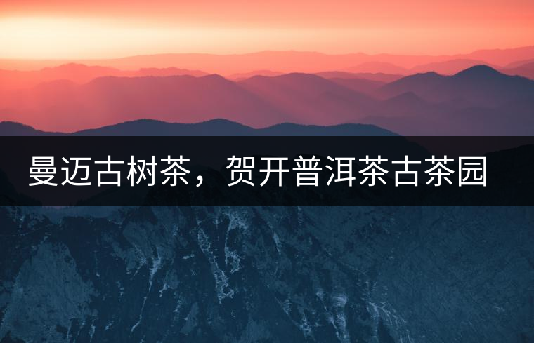 曼邁古樹茶，賀開普洱茶古茶園的華彩綻放