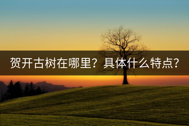 賀開古樹在哪里？具體什么特點(diǎn)？