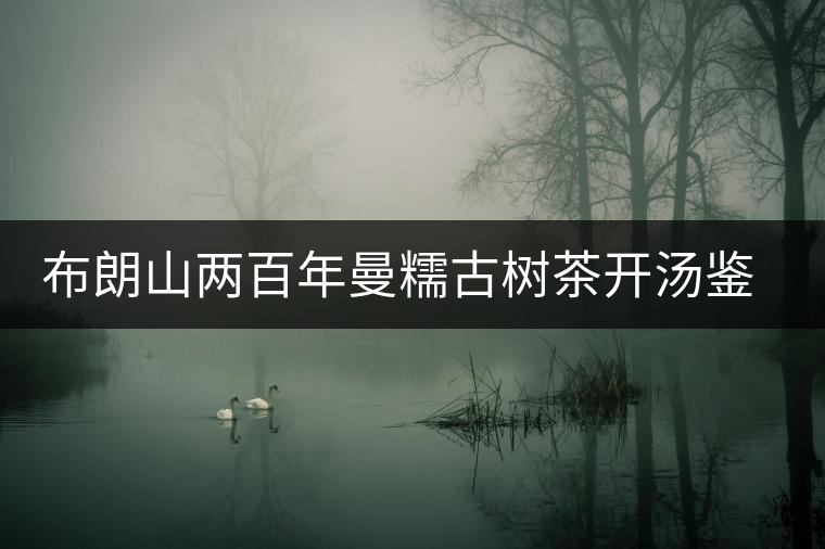 布朗山兩百年曼糯古樹茶開湯鑒賞 布朗山兩百年曼糯古樹茶開湯鑒賞