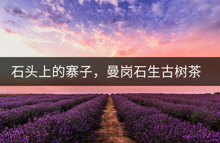 石頭上的寨子，曼崗石生古樹茶特點(diǎn)介紹