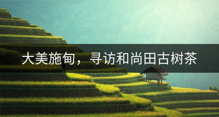 大美施甸，尋訪和尚田古樹(shù)茶