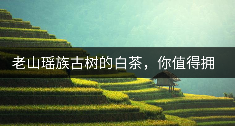 老山瑤族古樹(shù)的白茶，你值得擁有