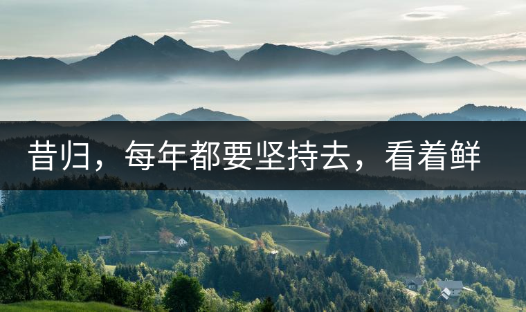 昔歸，每年都要堅持去，看著鮮葉都是香甜的