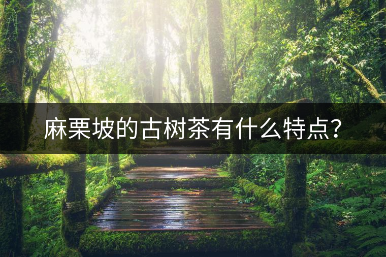 麻栗坡的古樹茶有什么特點(diǎn)？