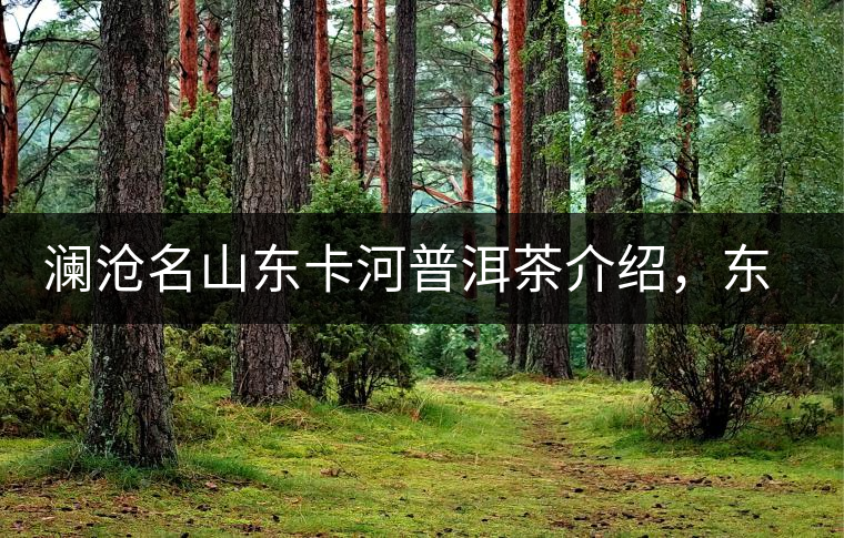 瀾滄名山東卡河普洱茶介紹，東卡河古樹(shù)茶口感特點(diǎn)