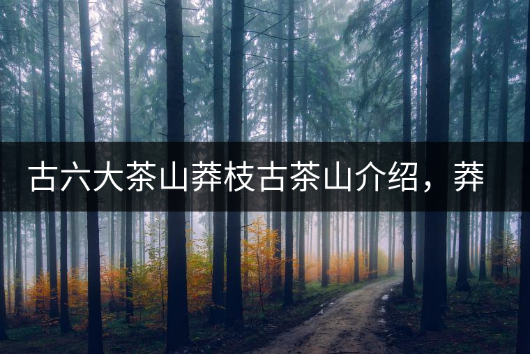古六大茶山莽枝古茶山介紹，莽枝古樹茶口感特點(diǎn)