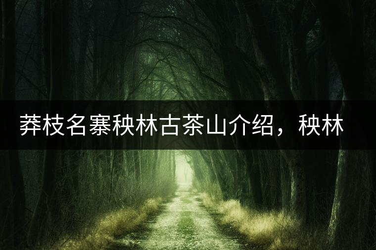 莽枝名寨秧林古茶山介紹，秧林古樹茶口感特點