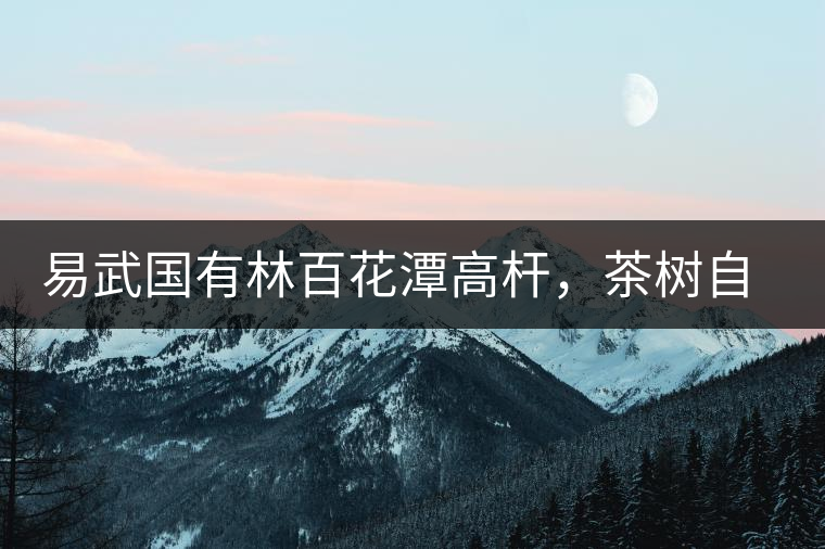 易武國(guó)有林百花潭高桿，茶樹自由生長(zhǎng)的完美之地