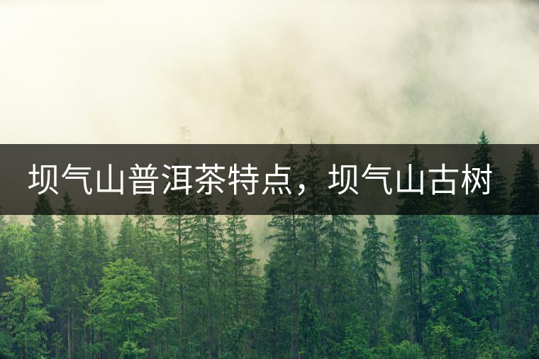 壩氣山普洱茶特點(diǎn)，壩氣山古樹茶介紹