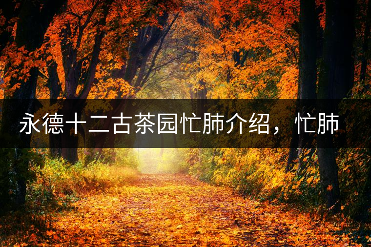 永德十二古茶園忙肺介紹，忙肺茶特點