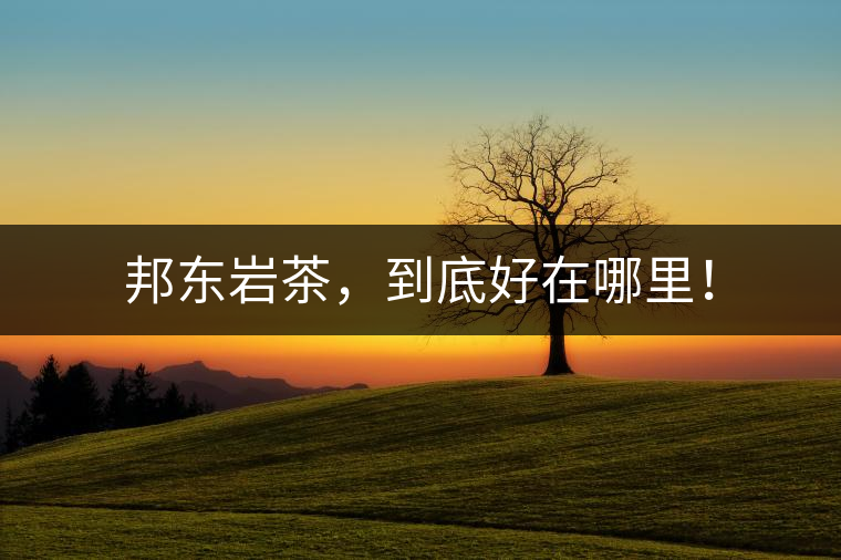 邦東巖茶，到底好在哪里！