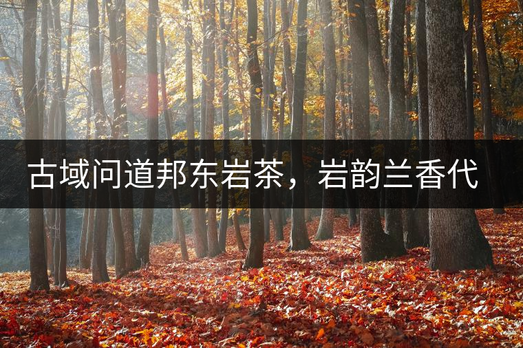 古域問道邦東巖茶，巖韻蘭香代表邦東古樹茶特點