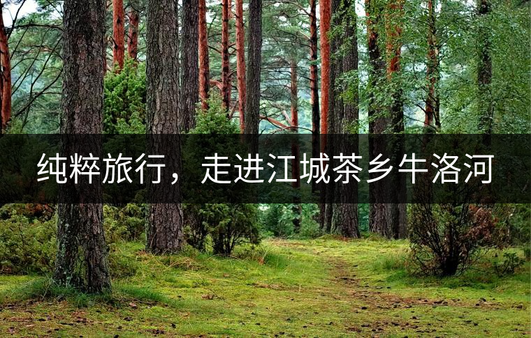 純粹旅行，走進(jìn)江城茶鄉(xiāng)牛洛河