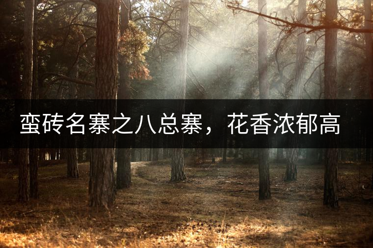 蠻磚名寨之八總寨，花香濃郁高揚