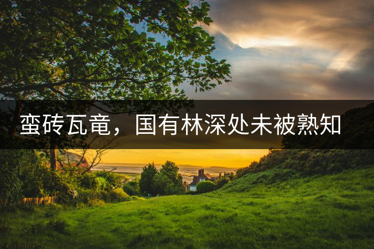 蠻磚瓦竜，國有林深處未被熟知的山頭