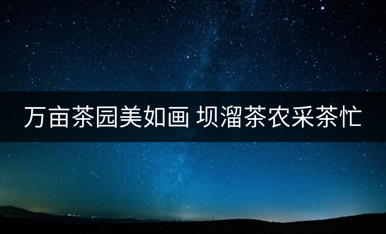 萬畝茶園美如畫 壩溜茶農采茶忙