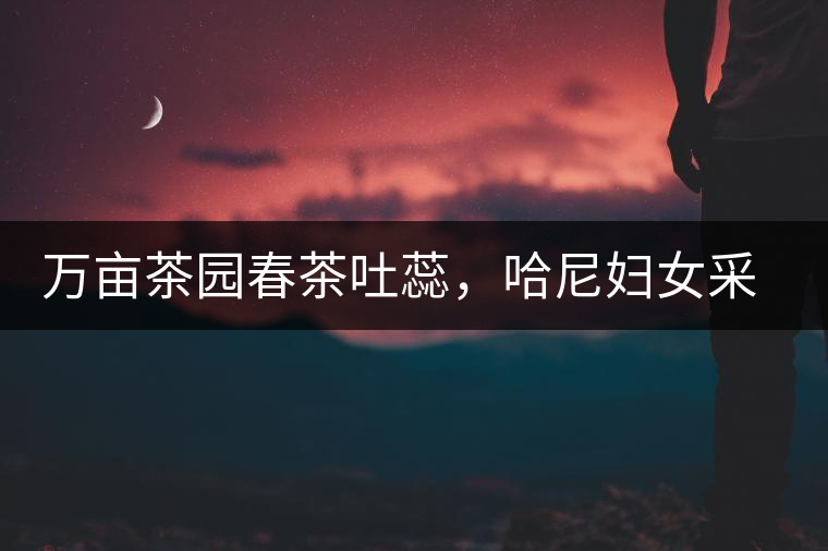 萬(wàn)畝茶園春茶吐蕊，哈尼婦女采茶忙