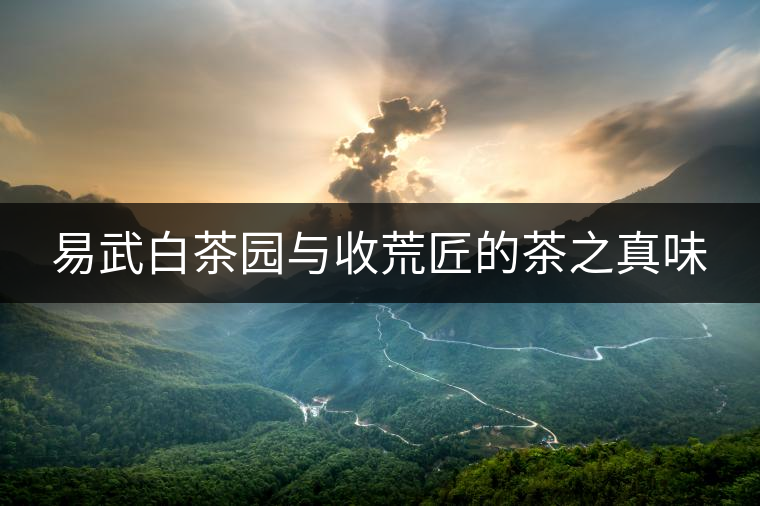 易武白茶園與收荒匠的茶之真味