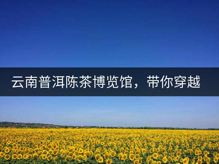 云南普洱陳茶博覽館，帶你穿越時光，品普洱老茶