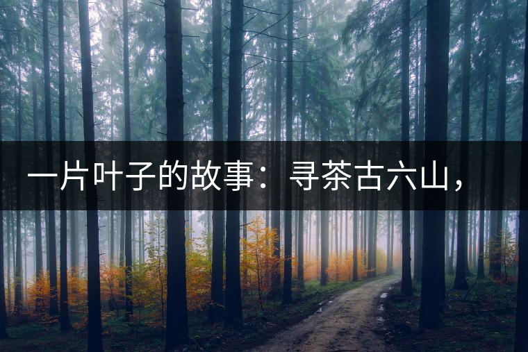 一片葉子的故事：尋茶古六山，倚邦最神秘