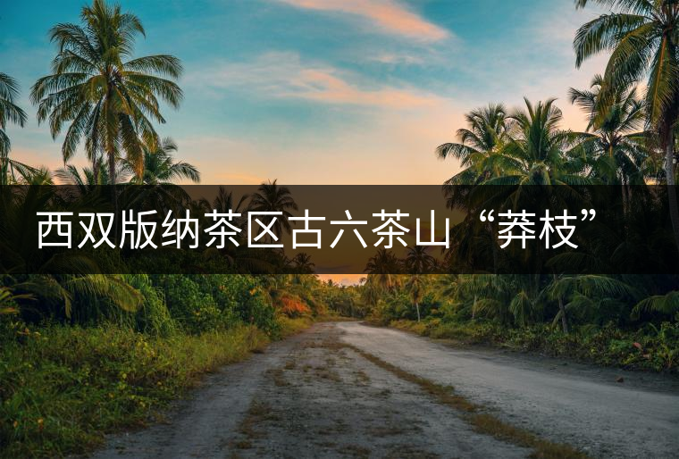 西雙版納茶區(qū)古六茶山“莽枝”古樹茶特點講解 西雙版納茶區(qū)古六茶山“莽枝”古樹茶特點講解