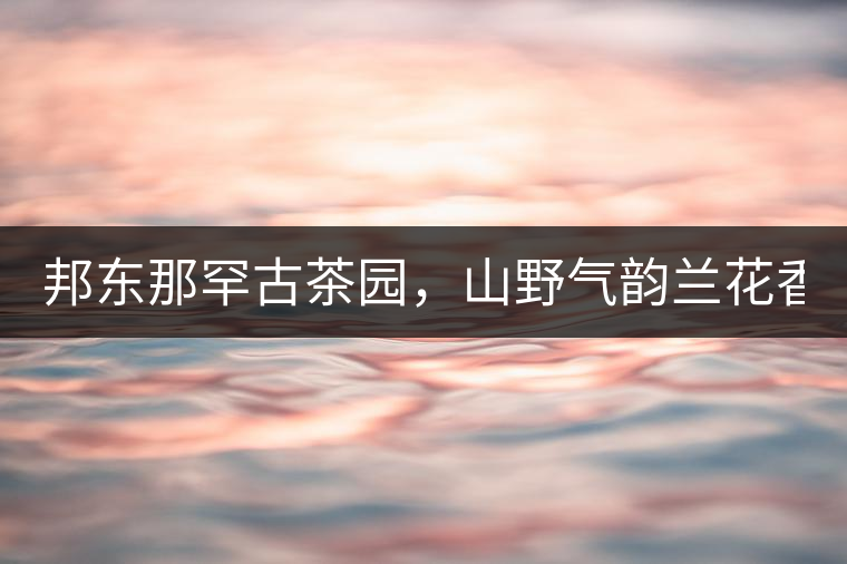 邦東那罕古茶園，山野氣韻蘭花香！
